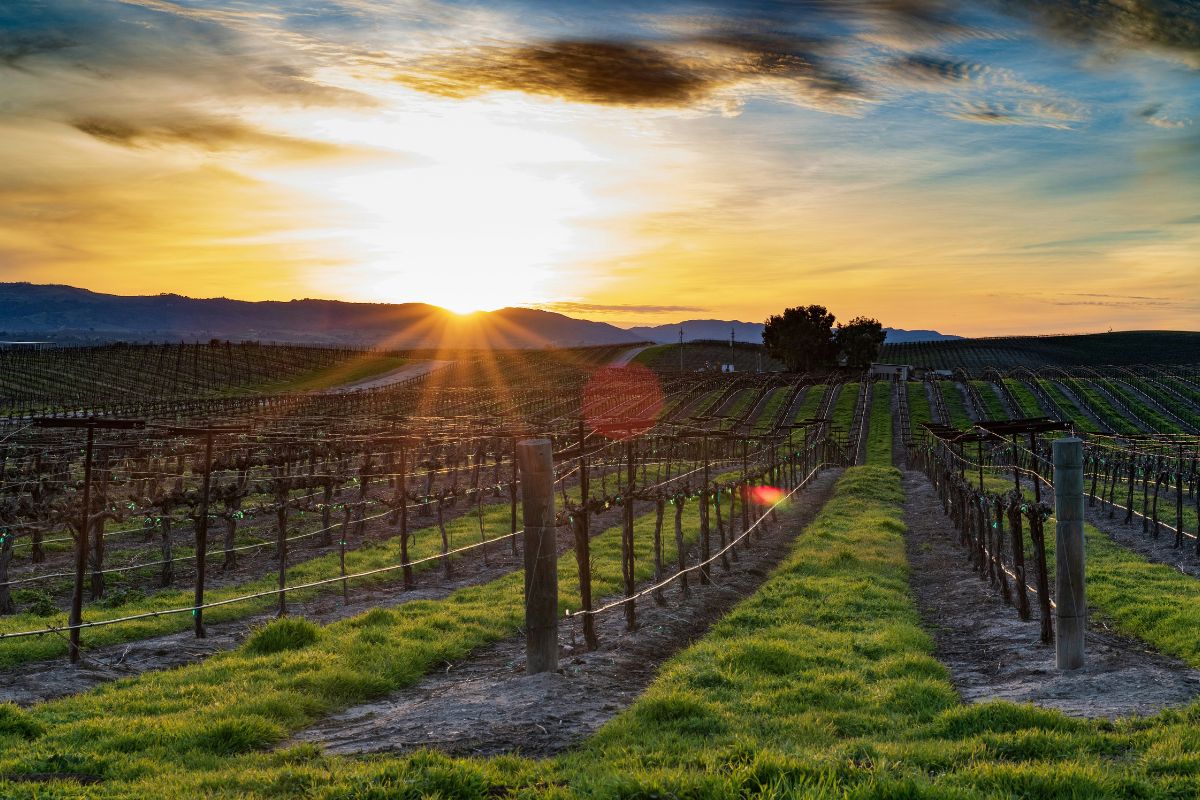 _paso robles