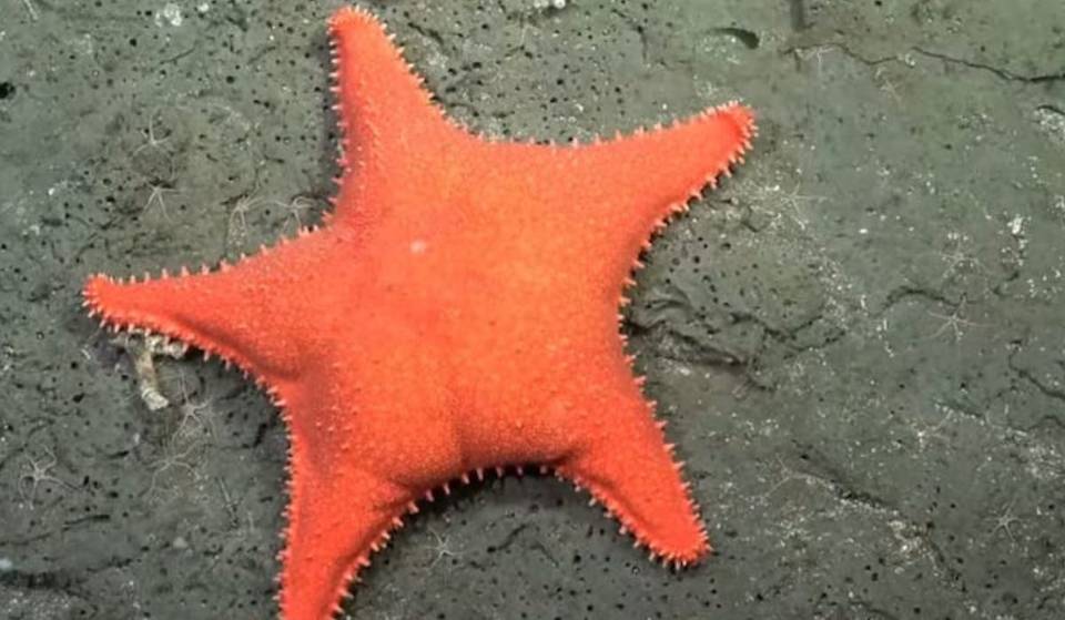 Une association californienne est à l&rsquo;origine d&rsquo;une émission virale sur l&rsquo;exploration des fonds marins dans l&rsquo;Atlantique.