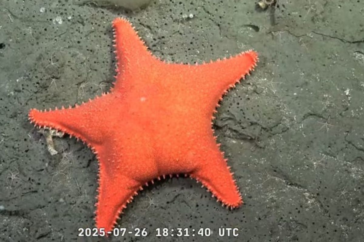 Deep sea_star