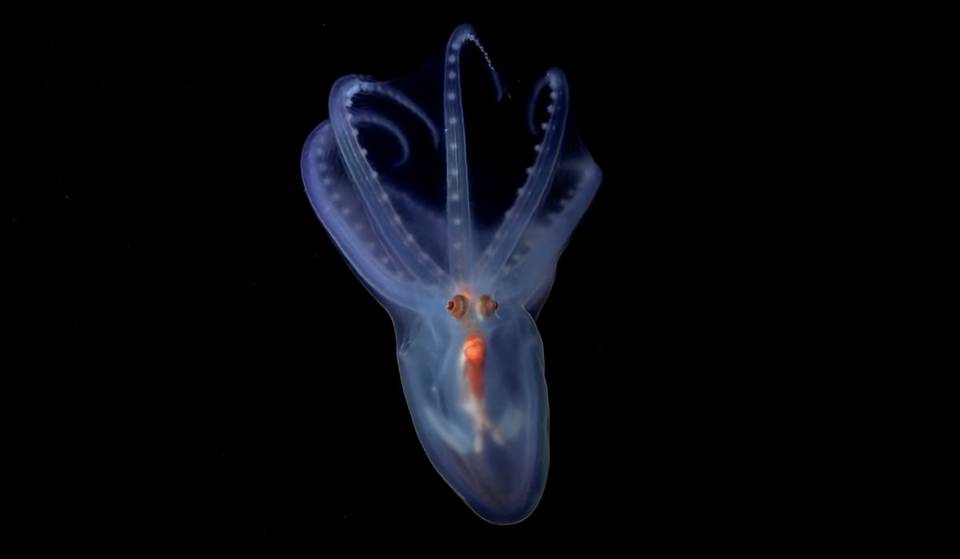A California Nonprofit Is Behind This Groundbreaking Deep Sea Exploration Livestream In The Atlantic — Here’s Where To Watch