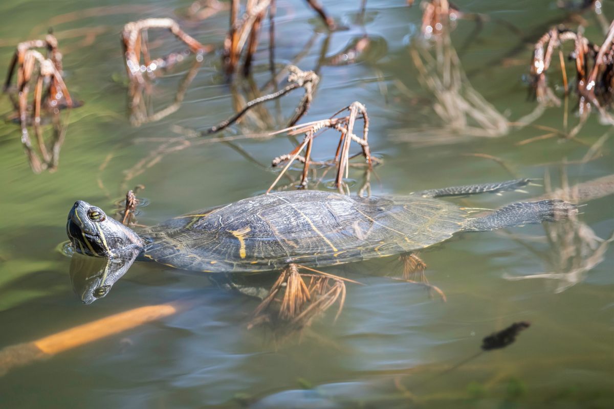 Ernest E. Debs Regional Park_turtle