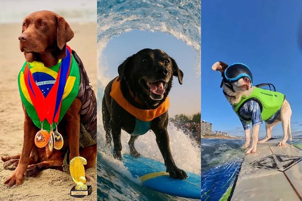 Dog surfing championships