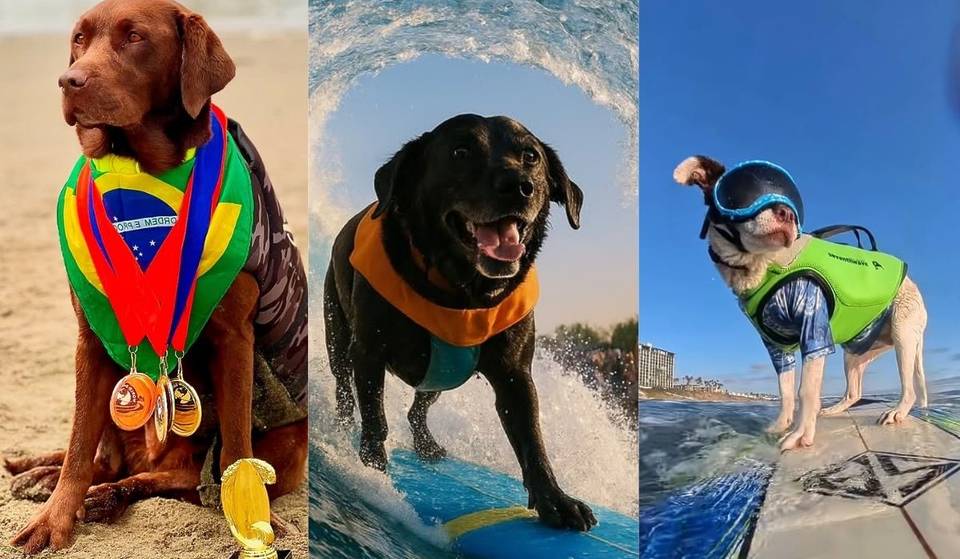 Voici Cacau, Koa et Faith, les adorables et féroces vainqueurs des championnats du monde de surf pour chiens.
