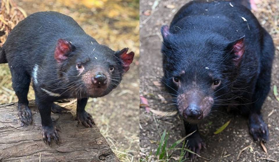 Der Zoo von L.A. ist die neue Heimat von zwei Tasmanischen Teufeln &#8211; Danny Zuko und Crush sind gerade aus Australien eingetroffen