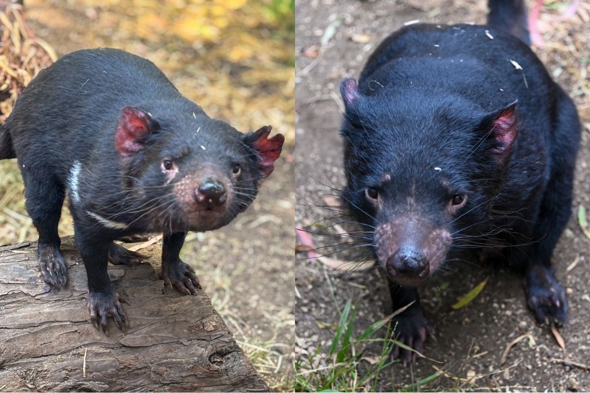 The L.A. Zoo Is The New Home Of Two Tasmanian Devils — Danny Zuko And Crush Just Arrived From Australia
