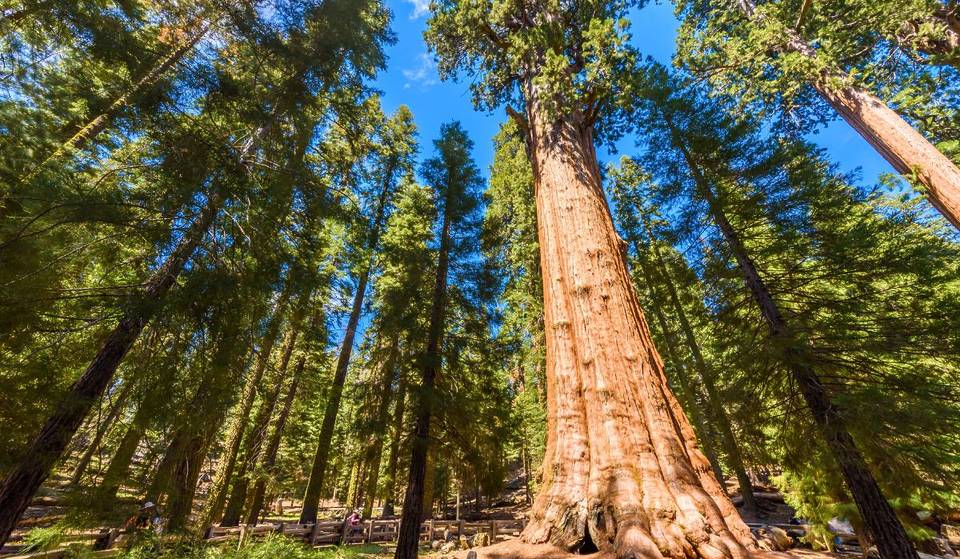 Der größte lebende Baum der Welt ist 275 Meter hoch und nur 4 Stunden von L.A. entfernt &#8211; und er ist älter als das Römische Reich
