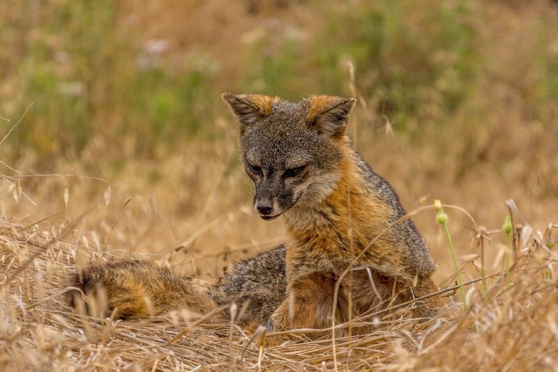 Island Fox in the Channel islands.
