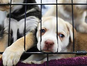 Neue innovative Bemühungen in L.A. zur Rettung und zum Schutz gefährdeter Tierheimtiere &#8211; so können Sie helfen