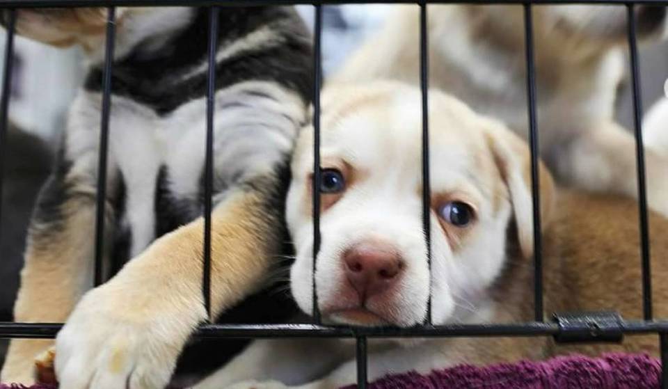 L.A. To Protect At-Risk Shelter Animals  With New Innovative Efforts – Here’s How You Can Help