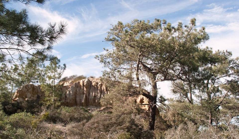 North America’s Rarest Pine Tree Is Found In This State Park 2 Hours From L.A. — One Of The Wildest Coastlines In SoCal