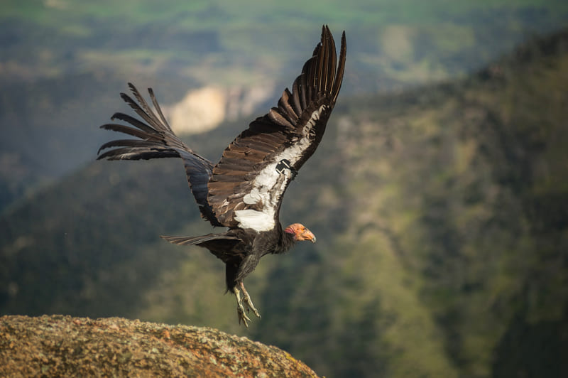 A vulture at Pinnacles