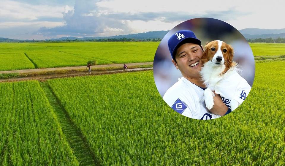 Shohei Ohtani wird mit einem atemberaubenden Reisfeld-Kunstwerk in seiner Heimatstadt geehrt – auf über 32.000 Quadratmetern