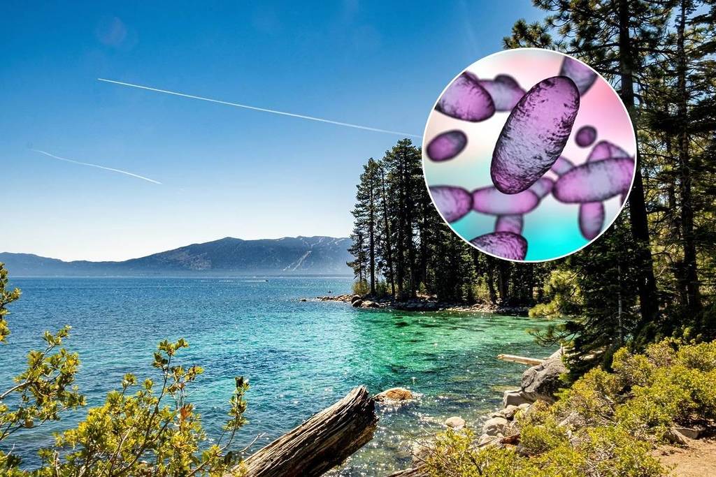 Lago Tahoe_La peste