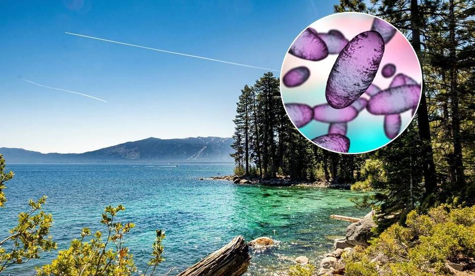 Bewohner von South Lake Tahoe positiv auf Pest getestet – Warum das passiert und wie man es verhindern kann