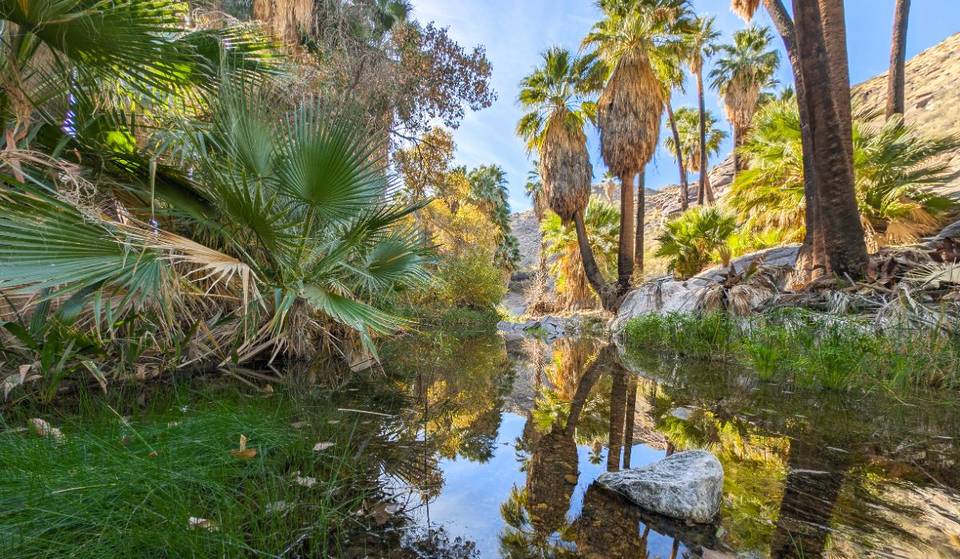 L&rsquo;oasis de palmiers la plus grande du monde se trouve à seulement deux heures de Los Angeles – avec des géants atteignant 66 pieds de haut