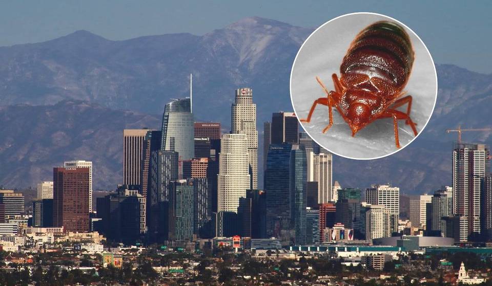 Los Angeles ist offiziell eine der am stärksten von Bettwanzen befallenen Städte Amerikas – neue Studie findet heraus
