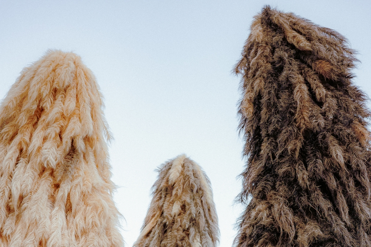 Photos of the Cortege experience