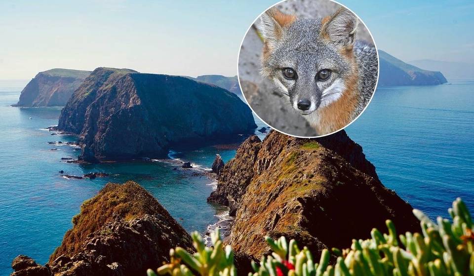 Auf den Kanalinseln von Kalifornien gibt es eine endemische Fuchsart, die nirgendwo sonst auf der Erde vorkommt – mit einer eigenen Unterart auf jeder Insel