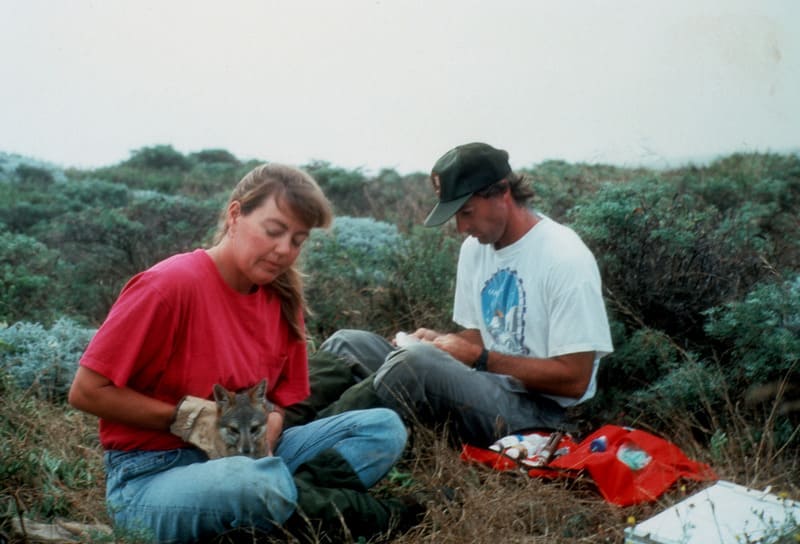 Island fox monitoring on San Miguel Island in 2004.