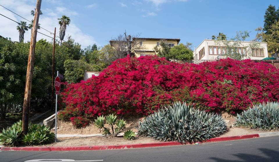 L.A. Might Say Goodbye To Bougainvilleas As Fire Hazard Rules Get Tighter — Here’s What To Know