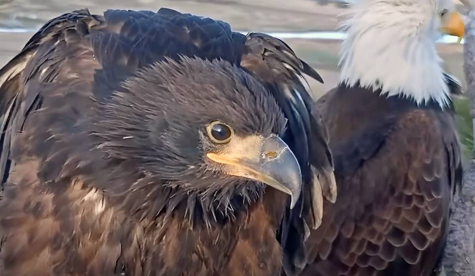 Big Bear’s Eagles beginnen mit den Nestvorbereitungen, während Sunny und Gizmo in die Unabhängigkeit aufsteigen – Hier ist, was als nächstes für die gefiederte Familie ansteht