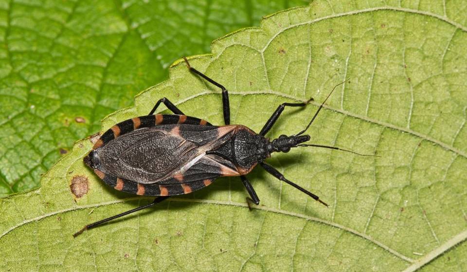 California Leads In ‘Kissing Bug’ Disease Cases — A Potentially Deadly Threat You Should Know About