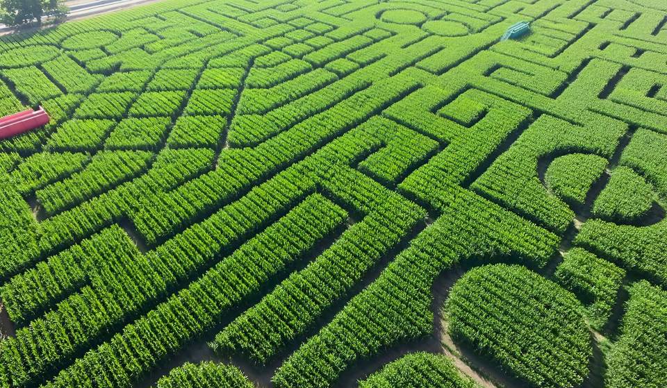 Once The World’s Largest Corn Maze, This 63-Acre California Spot Is Perfect For Halloween — So Big Visitors Get Lost And Call 911