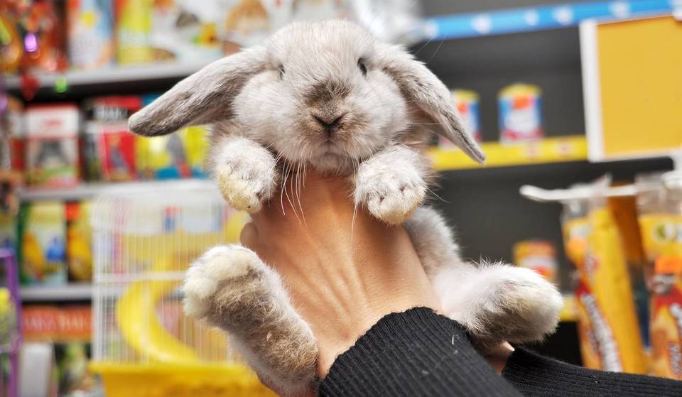 West Hollywood To Ban Live Animal Sales, The First City In L.A. County To Do So – Here&#8217;s Why