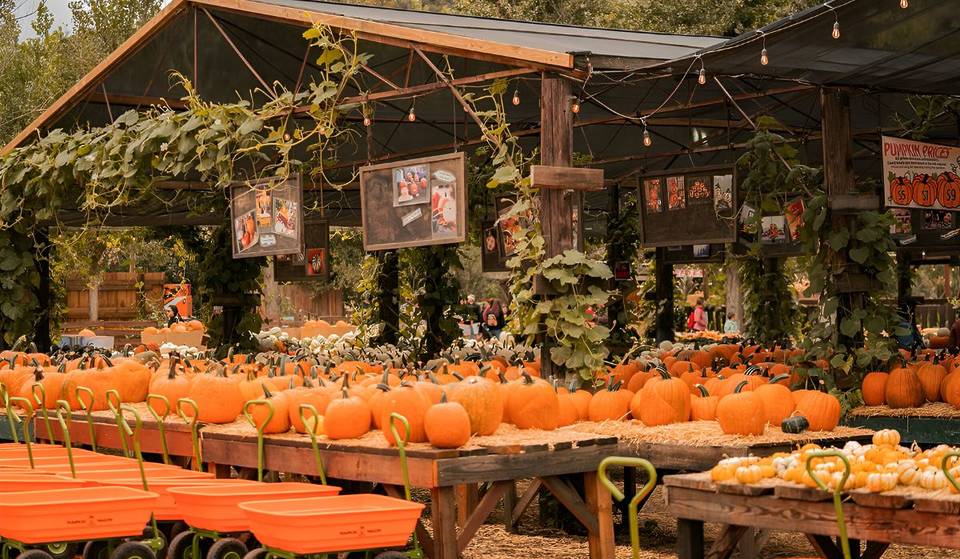 SoCal’s Largest Pumpkin Patch Is As Big As 38 Football Fields – And Just 1 Hour From L.A.