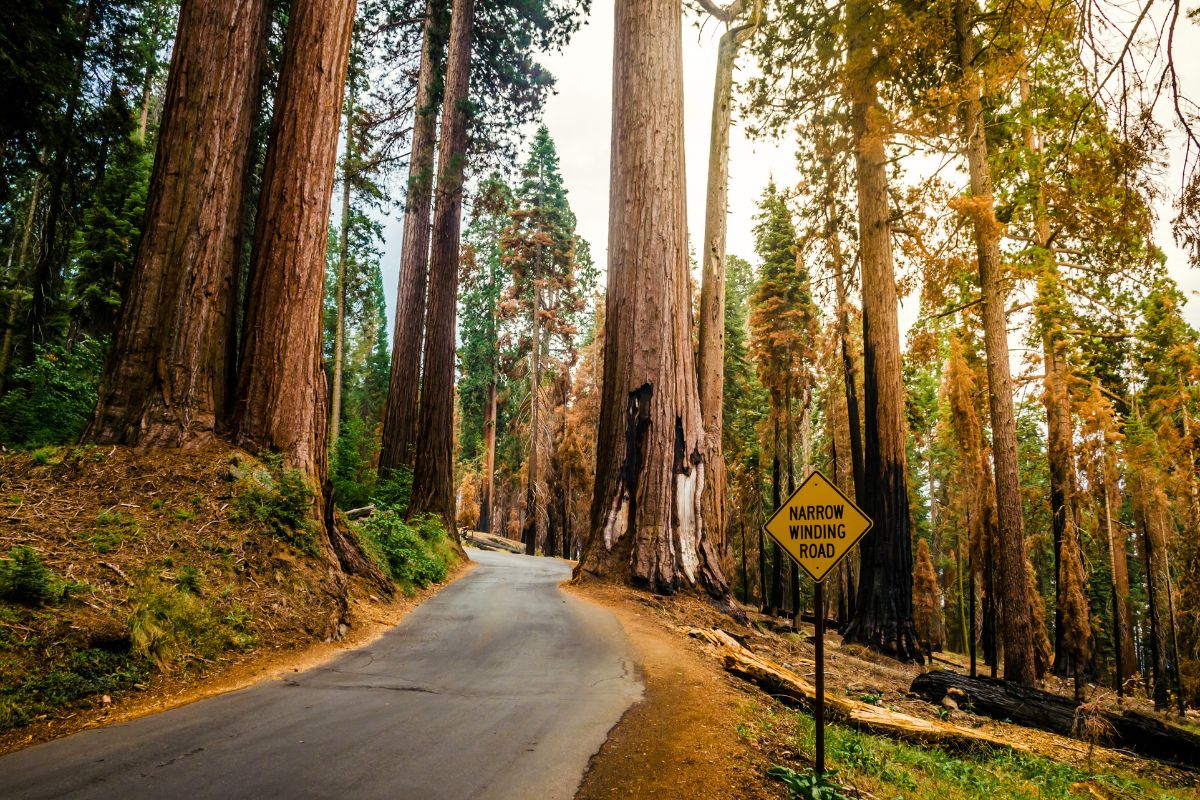 Sequoia National Park