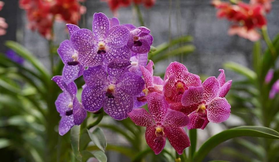 Dieser Garten in L.A. County beherbergt eine der größten Orchideensammlungen der Nation – und jetzt ist die Zeit, sie zu sehen