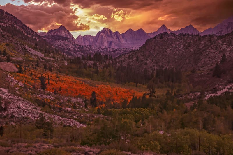 Fall foliage in Bishop, CA with mountains in background.