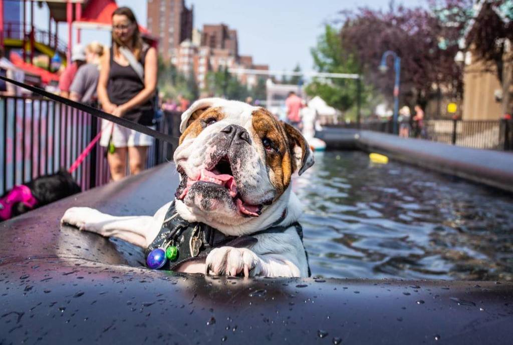 El mayor festival canino de Norteamérica, el Día del Perro, vuelve a Santa Mónica este mes
