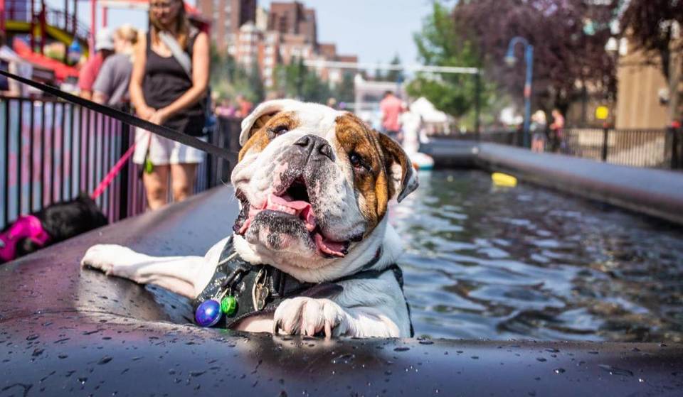 Nordamerikas größtes Hundefestival, der Day of the Dog, kehrt diesen Monat nach Santa Monica zurück