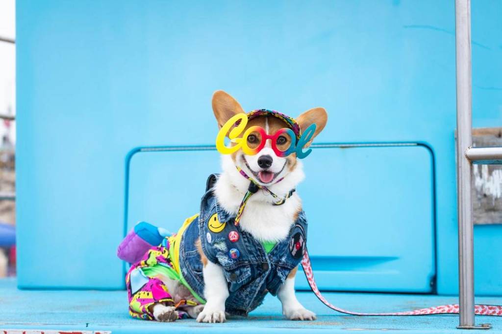SoCal Corgi Beach Day