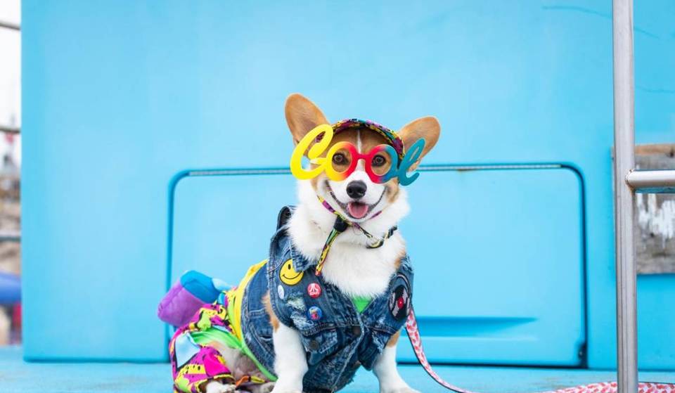 The World’s Biggest Corgi Festival Is Back In SoCal — With Costumes, Loudest Barking Contest And Limbo