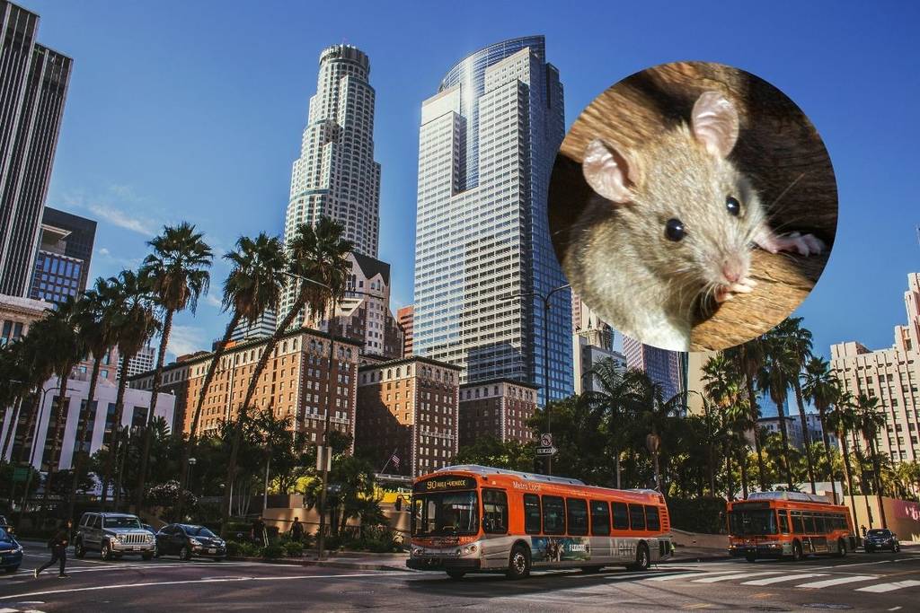 LA_rats
