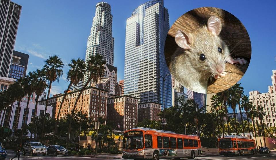 Los Angeles ist die rattenverseuchteste Stadt Amerikas – vor New York und San Francisco