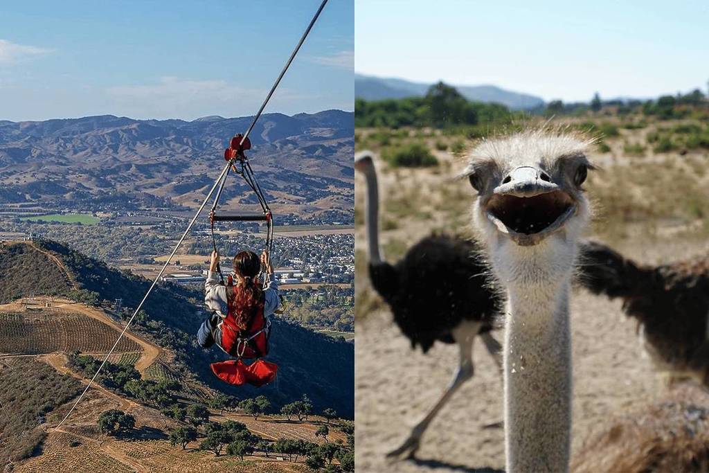 Buellton California zipline and ostrich farm