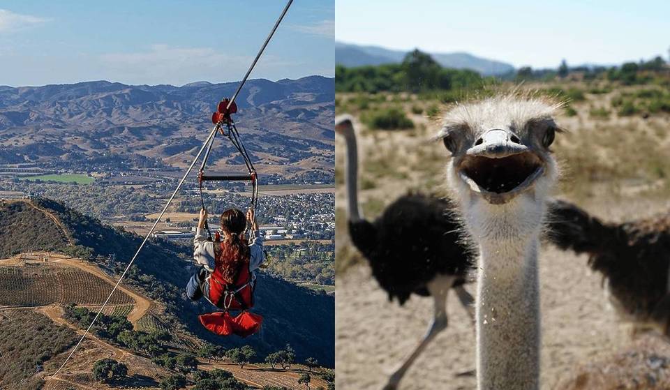 Diese Kleinstadt wurde zu einer der am meisten unterschätzten in Kalifornien gekürt &#8211; sie beherbergt die größten Seilrutschen des Bundesstaates und eine skurrile Straußenfarm