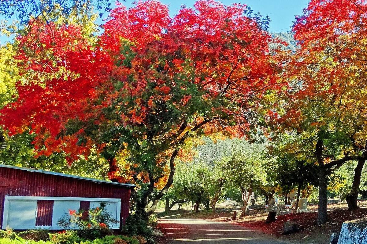 Vea lo último del follaje otoñal de California en este pueblo alpino a 2  horas de Los Ángeles, famoso por sus abundantes huertos de manzanas., image size:1200x800