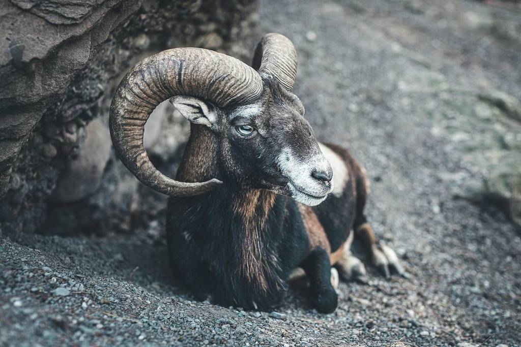 A photograph of a goat, sitting peacefully.