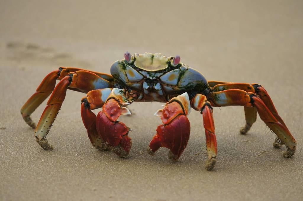 A res and blue crab stands on a beach.