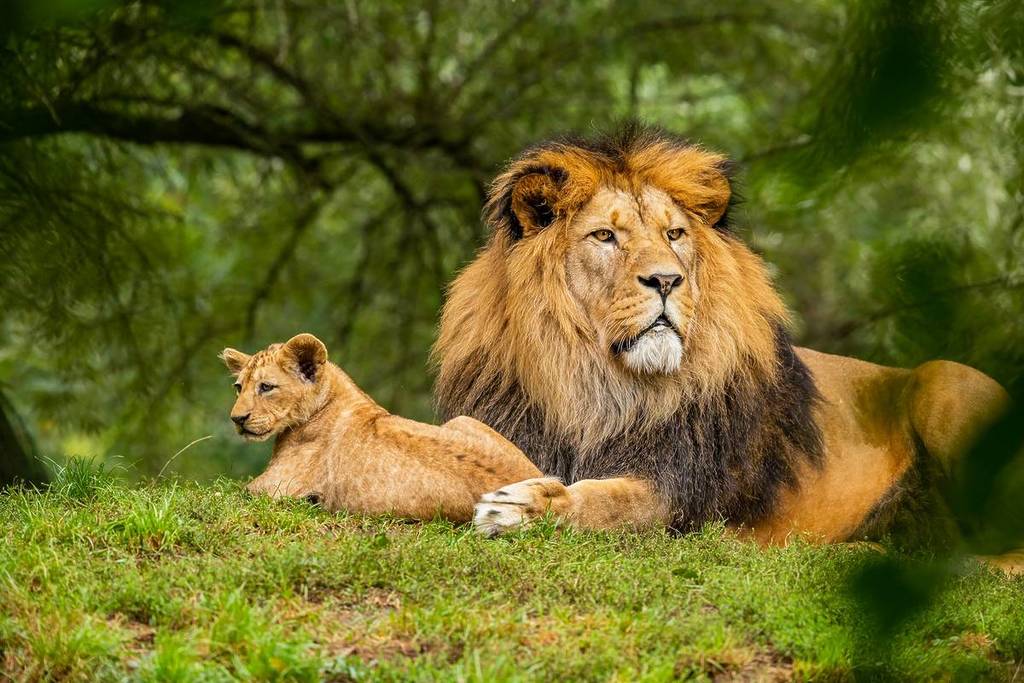 A lion and a cub sit on grass before a tree.
