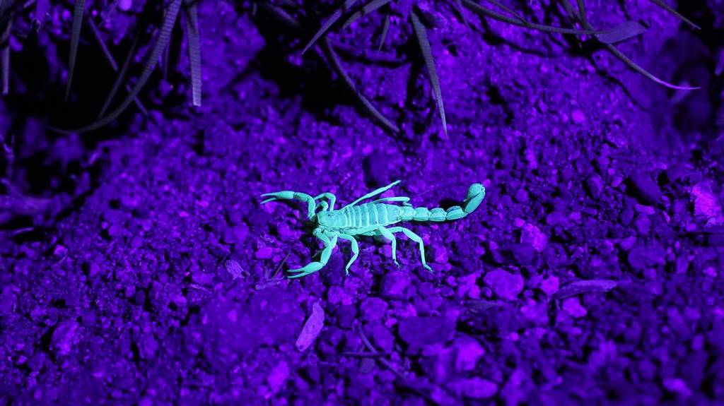 A scorpion glows in the dark on a pebbled surface.