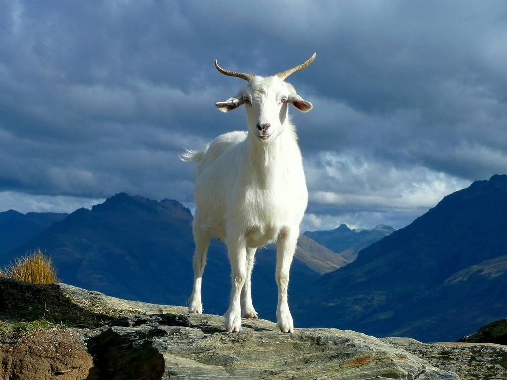 A white goat stands atop a mountain.