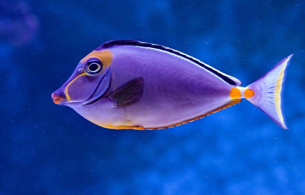 A yellow and purple fish swims in a tropical blue sea.