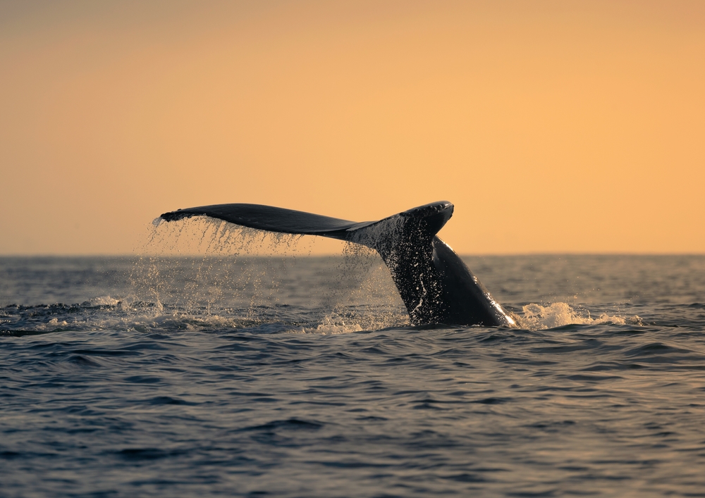 Whale spotted with tail emerging from the ocean