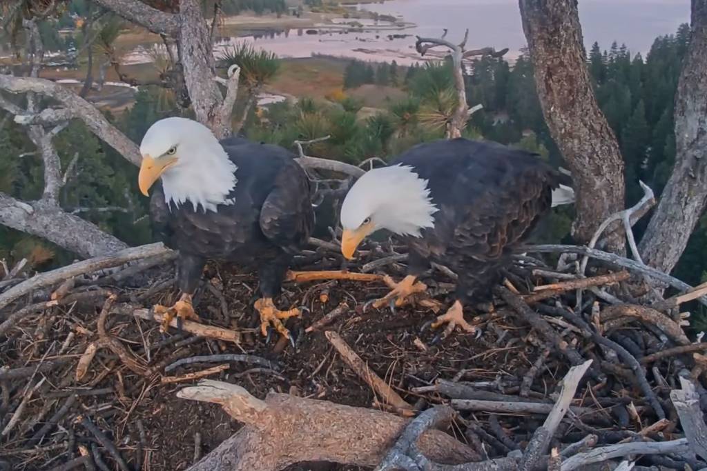 Big Bear Eagles