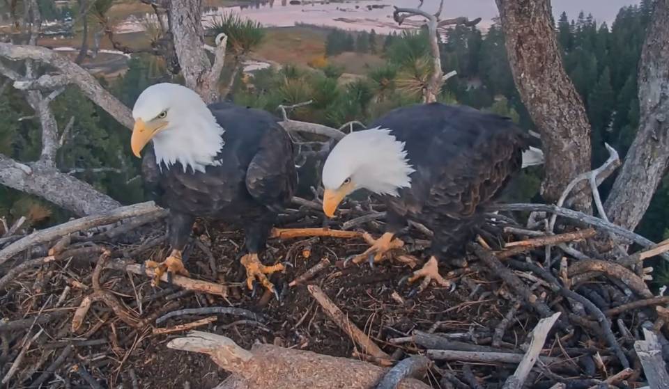 Les aigles Jackie et Shadow de Big Bear se préparent pour la “deuxième saison”, alors que la saison de construction des nids commence